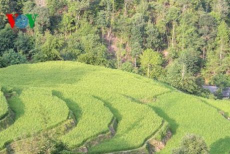 Ruộng bậc thang Hoàng Su Phì là di sản văn hóa phi vật thể Quốc gia